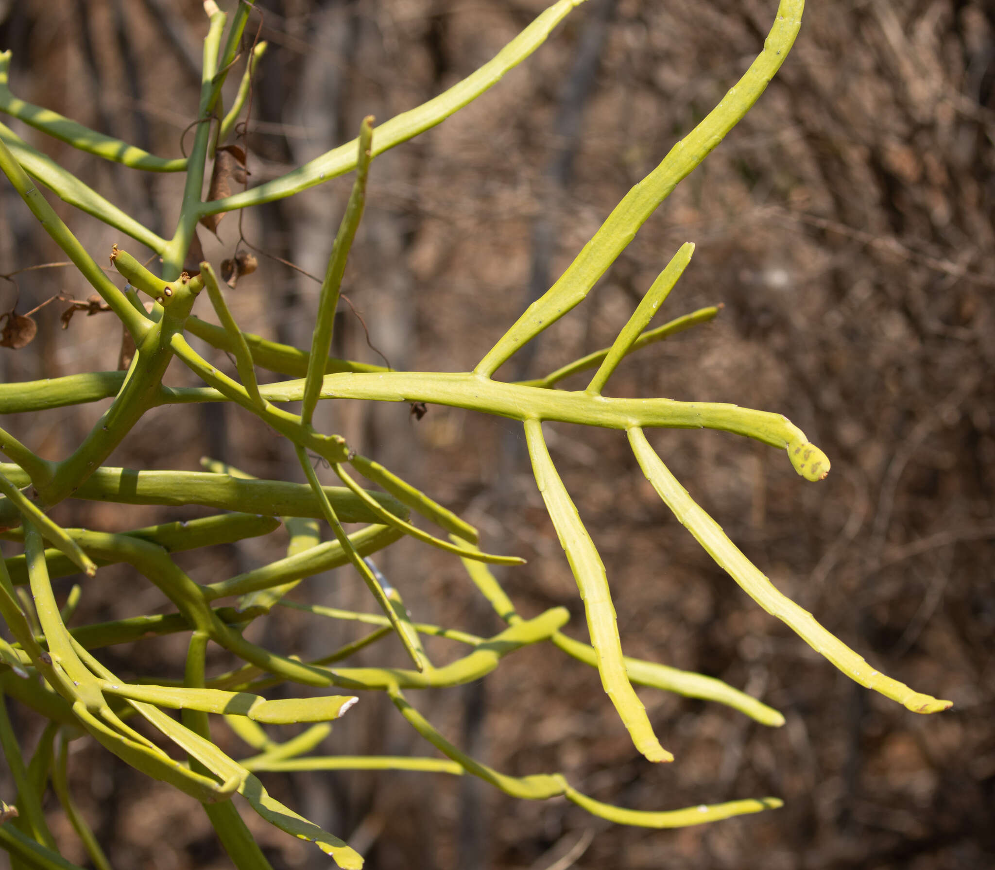 Слика од Euphorbia xylophylloides Brongn. ex Lem.