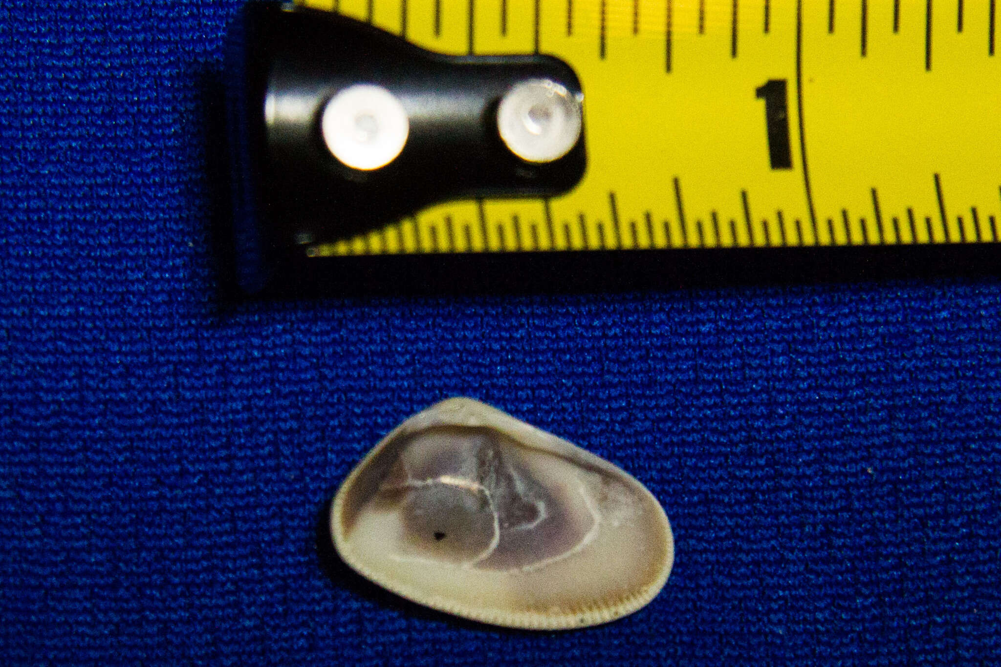 Image of Gould beanclam