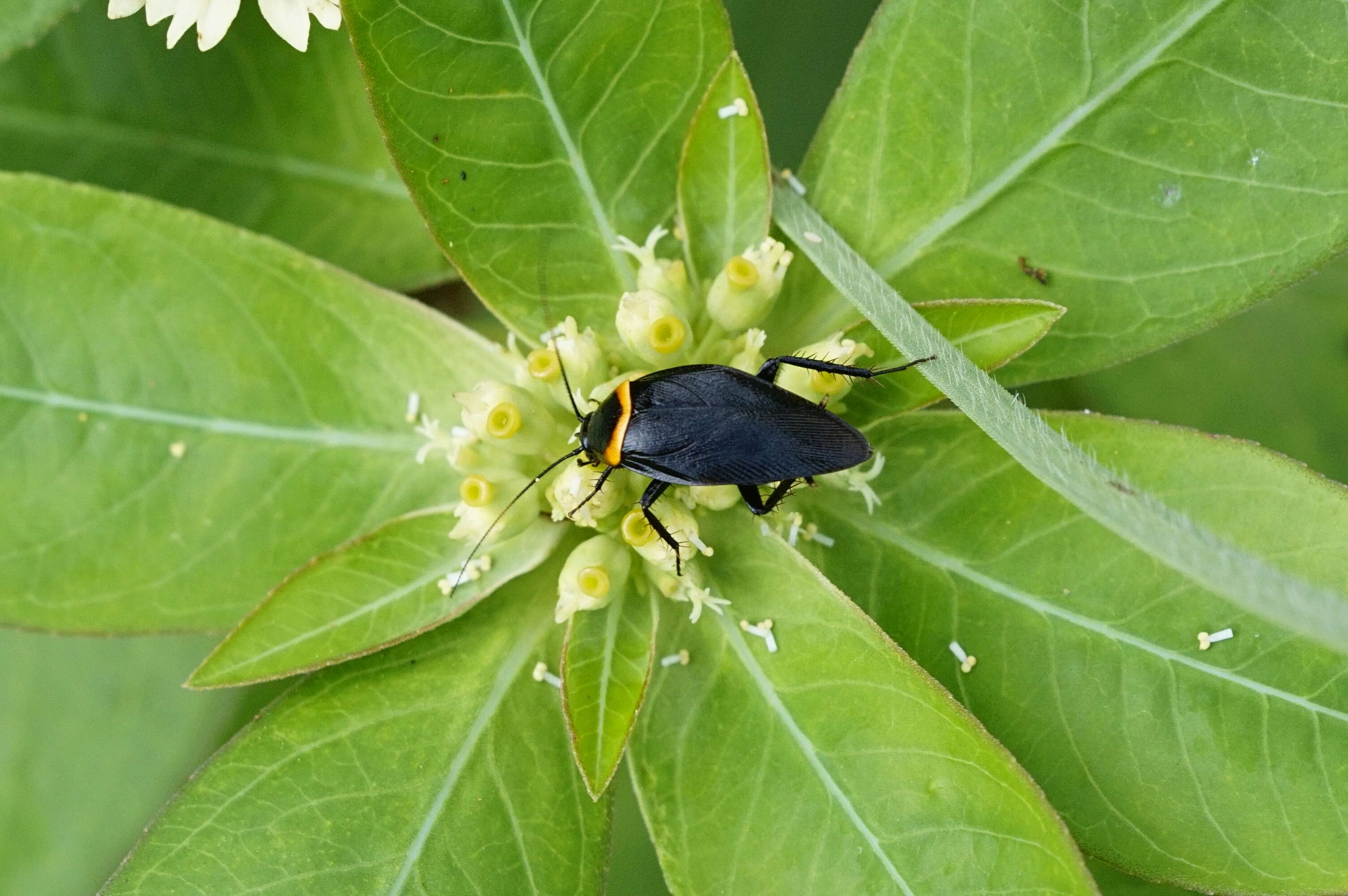 Image of Hemithyrsocera palliata (Fabricius 1798)