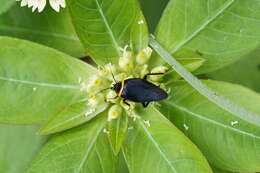 Image of Hemithyrsocera palliata (Fabricius 1798)