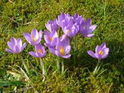 Plancia ëd Crocus etruscus Parl.