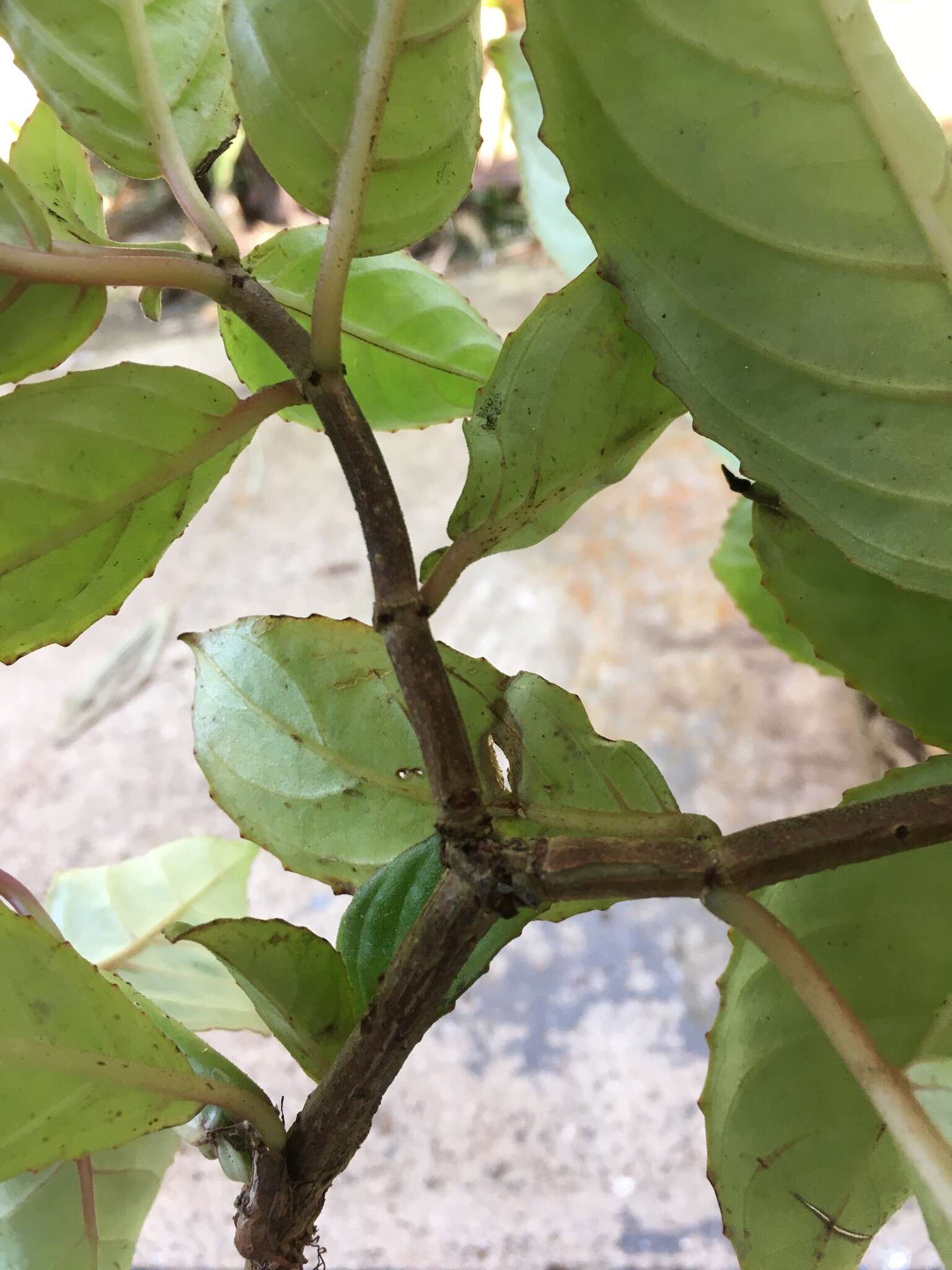 Image of Drymonia serrulata (Jacq.) Mart.