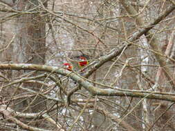 Image of Eastern Rosella