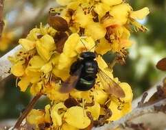 Plancia ëd Xylocopa muscaria (Fabricius 1775)