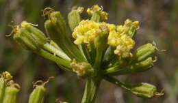 Слика од Lomatium tamanitchii Darrach & Thie