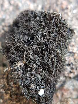 Image of navel lichen