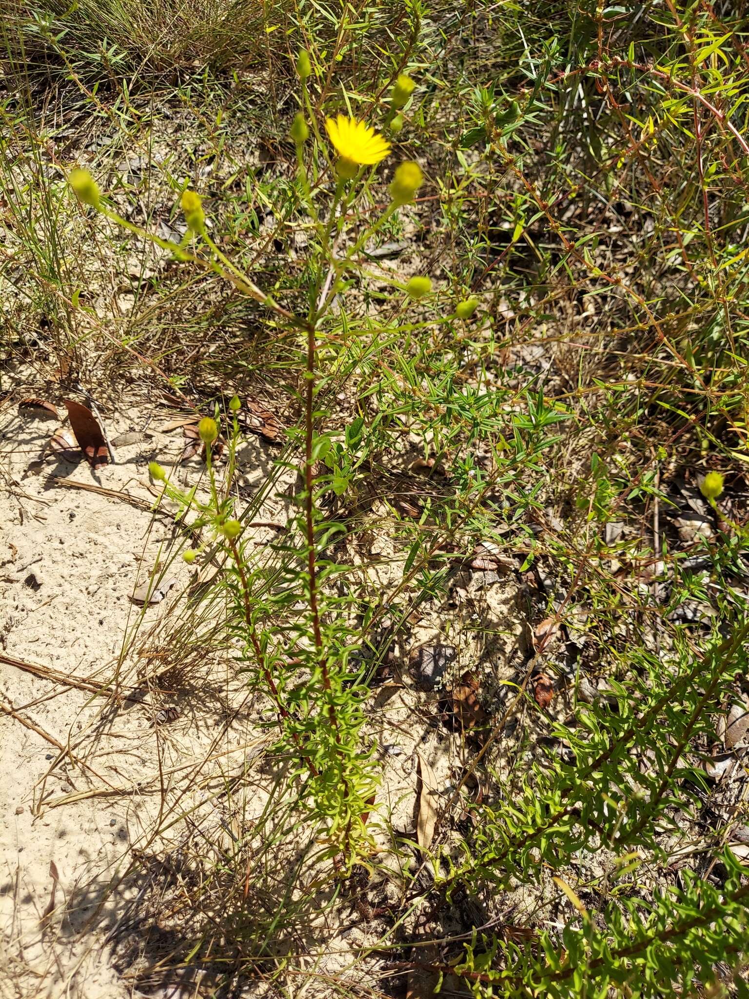 صورة Chrysopsis linearifolia var. dressii (Semple) D. B. Ward