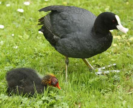 Image of Common Coot