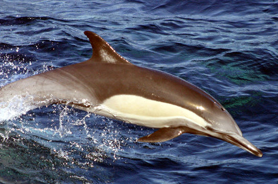 Image of Long-beaked Common Dolphin