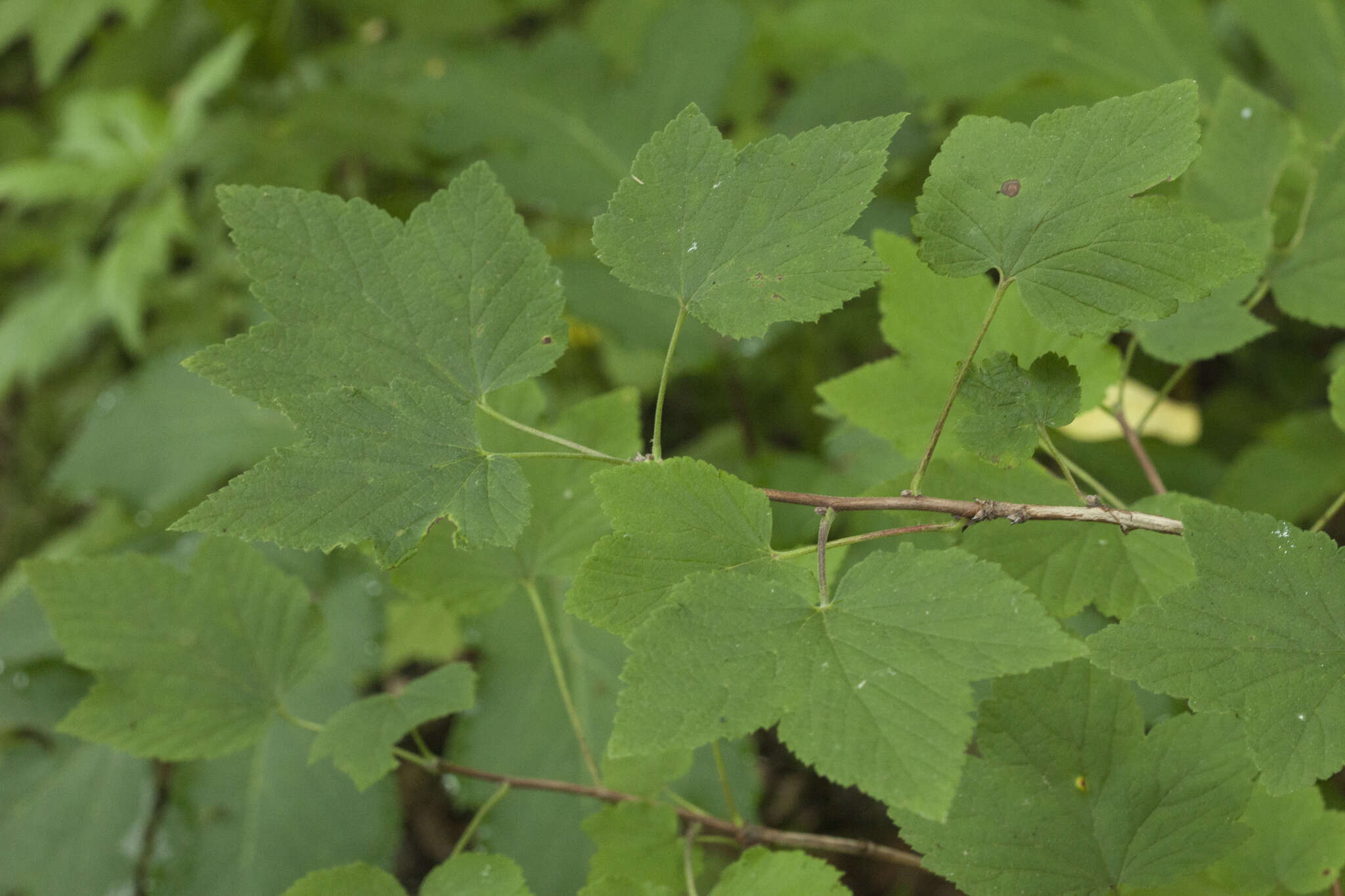 Sivun Ribes mandshuricum (Maxim.) Kom. kuva