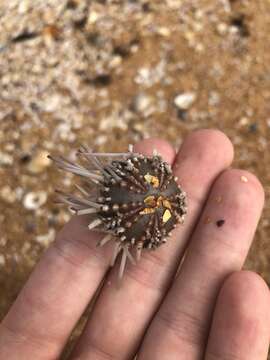 Image of Atlantic purple sea urchin