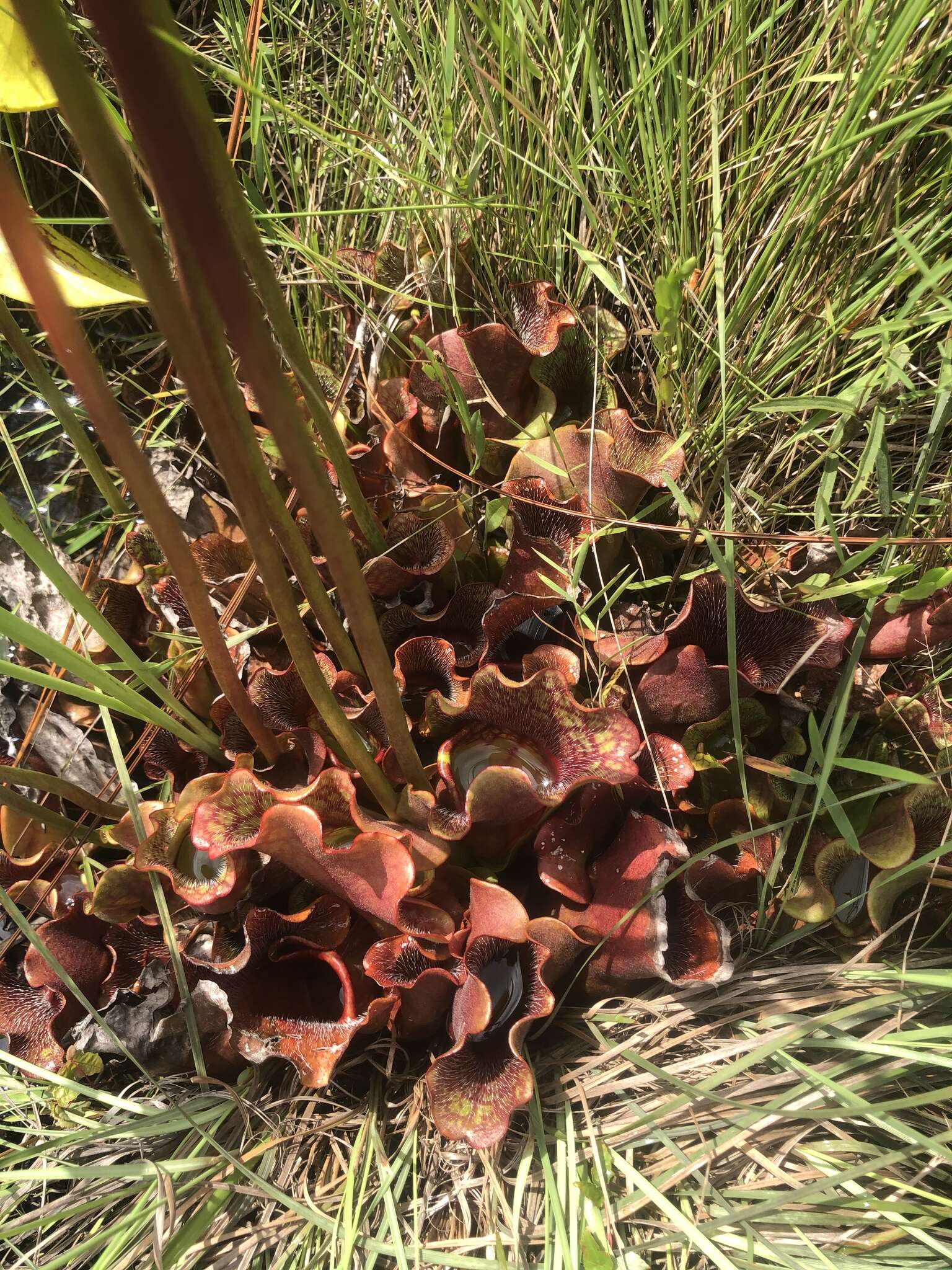 Image of Sarracenia purpurea subsp. venosa (Raf.) Wherry