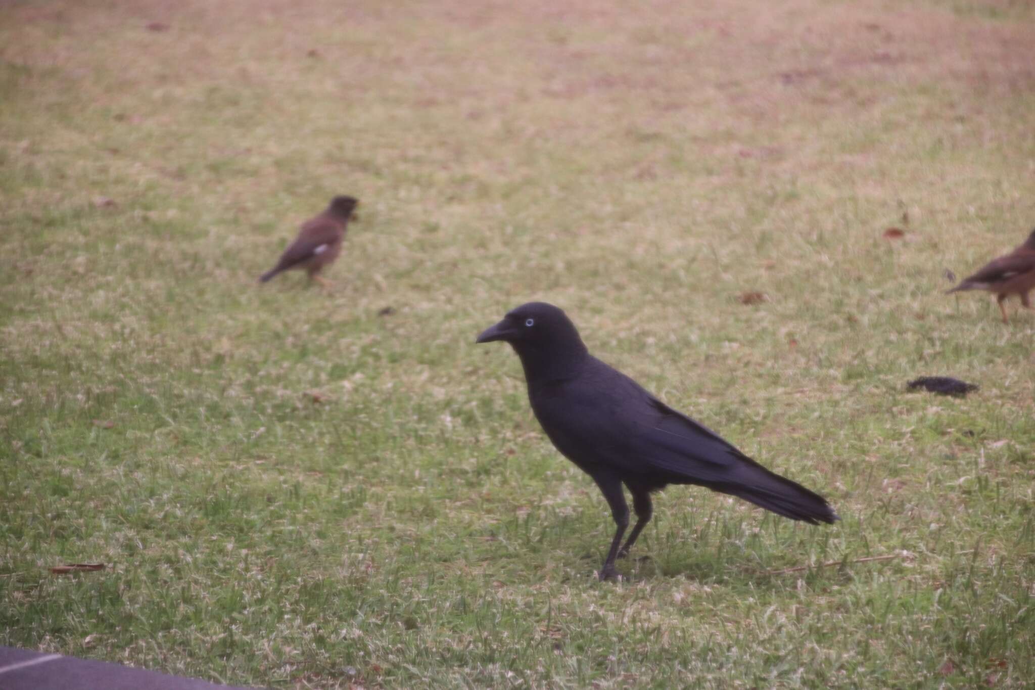 Image of Torresian Crow