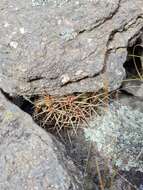 Image of Gymnocalycium monvillei subsp. achirasense (H. Till & Schatzl) H. Till