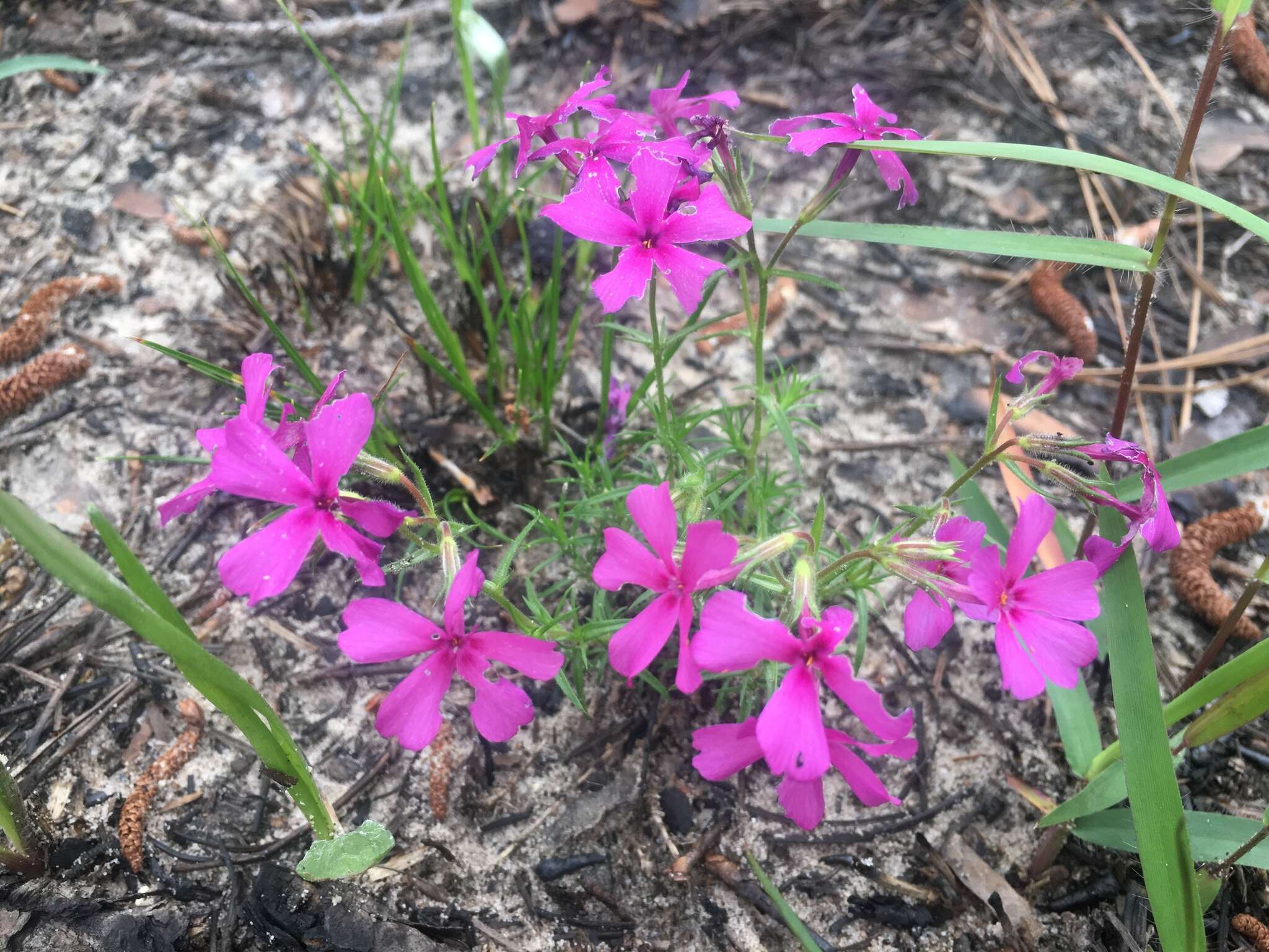 Image of Texas trailing phlox