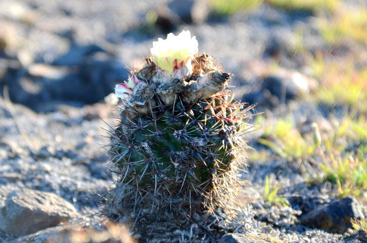 Image de Parodia mammulosa (Lem.) N. P. Taylor