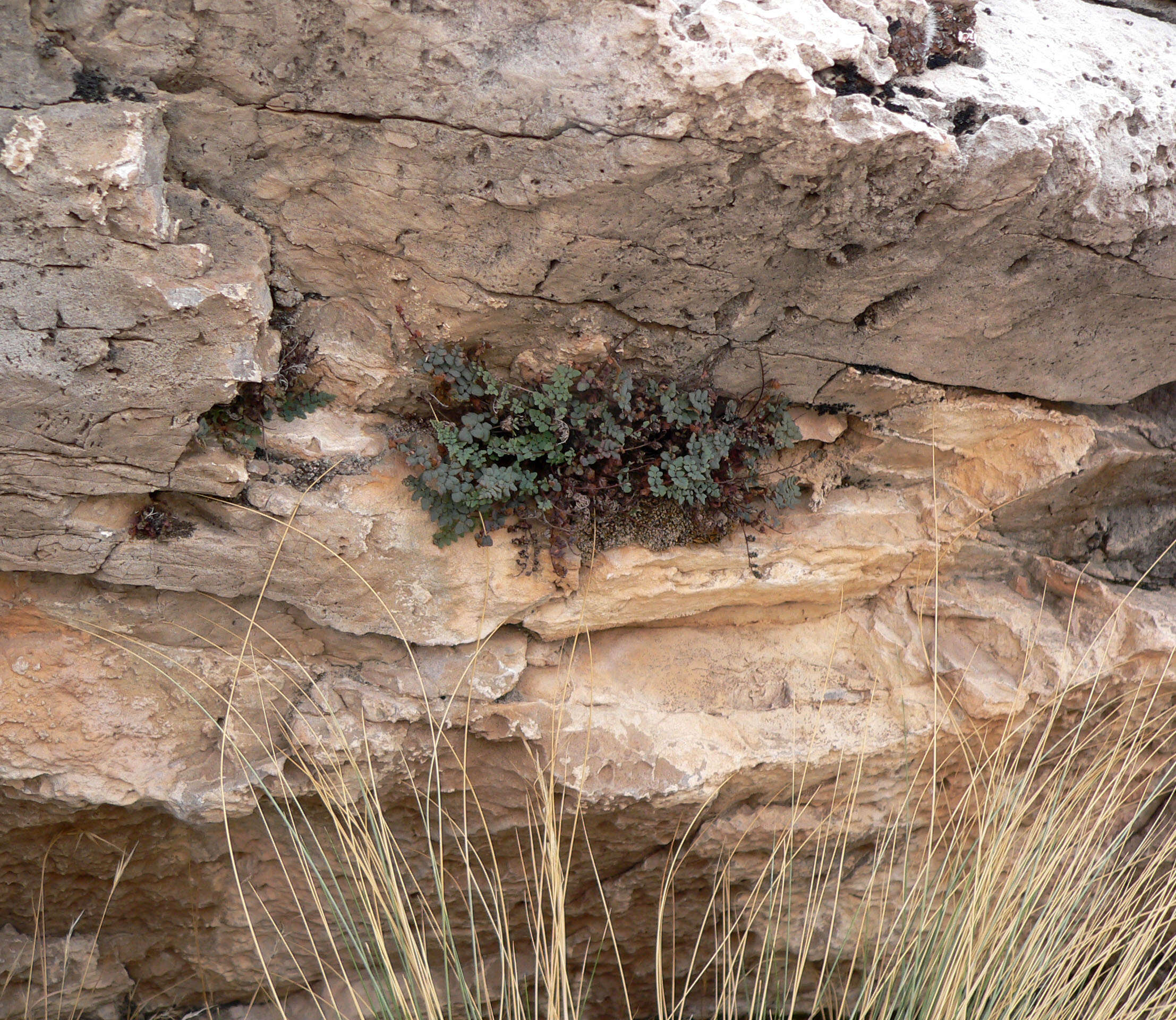 Image of Jones' false cloak fern