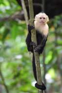 Image of Panama capuchin monkey