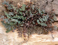 Image of Jones' false cloak fern