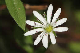 Image of Stellaria flaccida Hook.