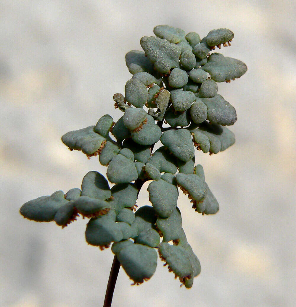 Image of Jones' false cloak fern