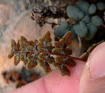 Image of Jones' false cloak fern