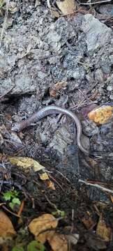 Image of Siskiyou Mountains salamander