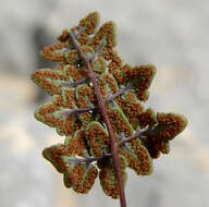 Image of Jones' false cloak fern