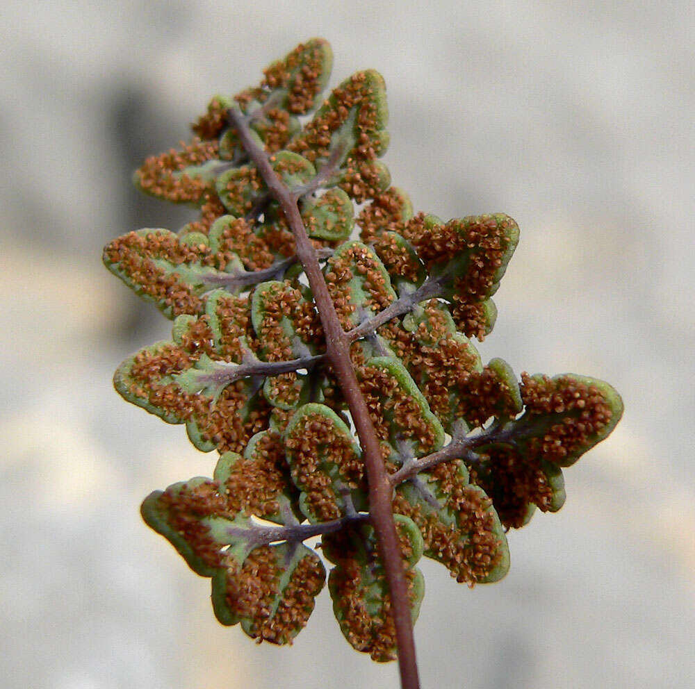 Image of Jones' false cloak fern