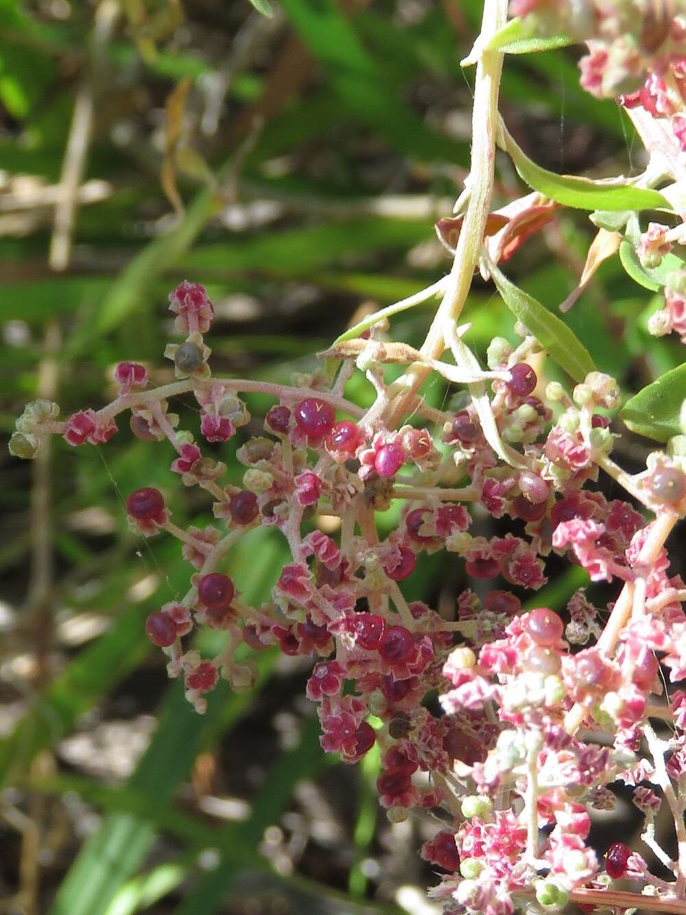 Sivun Chenopodium baccatum Labill. kuva