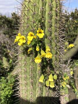 Image of Tropaeolum brachyceras Hook. & Arn.