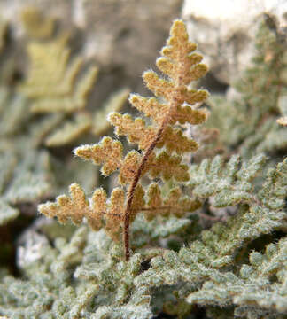 Image of slender lipfern