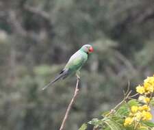 Image of Emerald-collared Parakeet