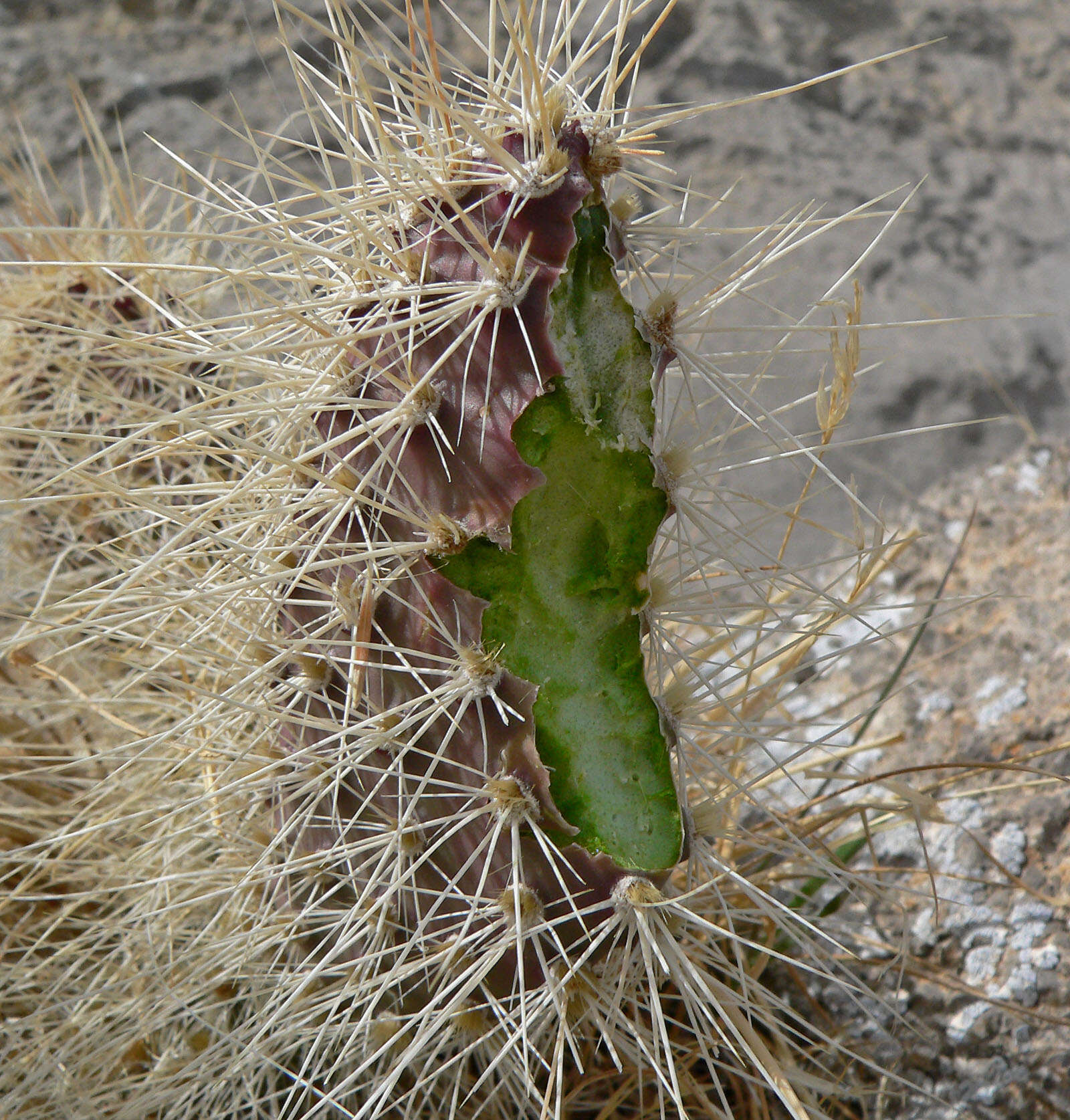 Image of Panhandle Prickly-pear