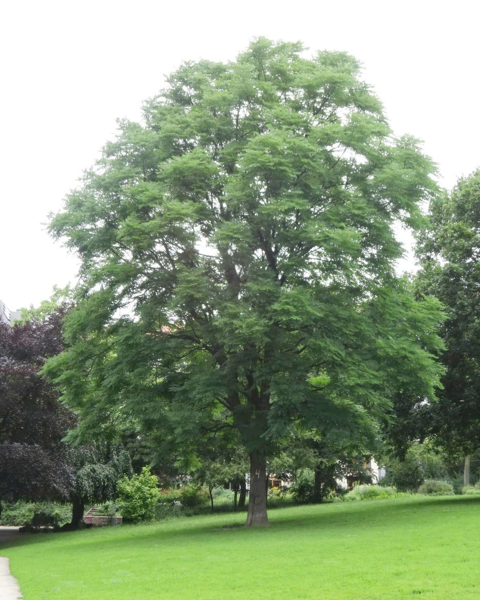 Plancia ëd Gymnocladus dioica (L.) K. Koch