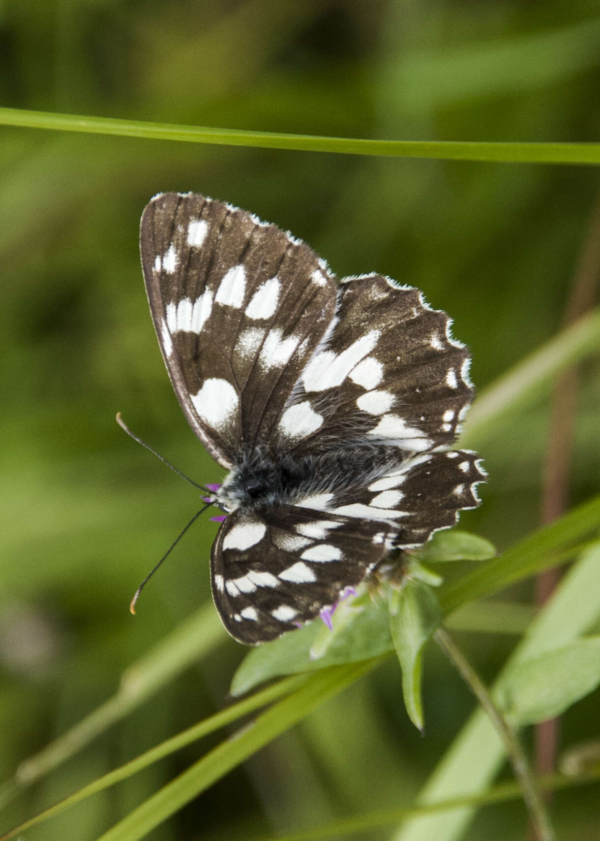 Imagem de Melanargia galathea Linnaeus 1758