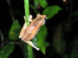 Image of Osorio's Spiny Reed Frog