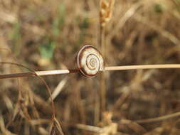 Image of Heath Snail