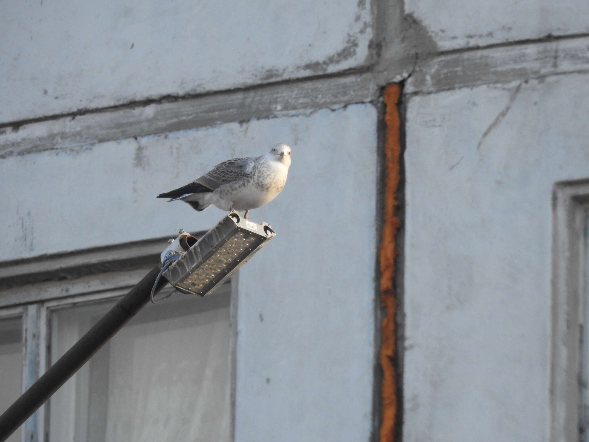 Image of Larus canus heinei Homeyer 1853