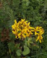 Image of Ligularia schmidtii (Maxim.) Makino