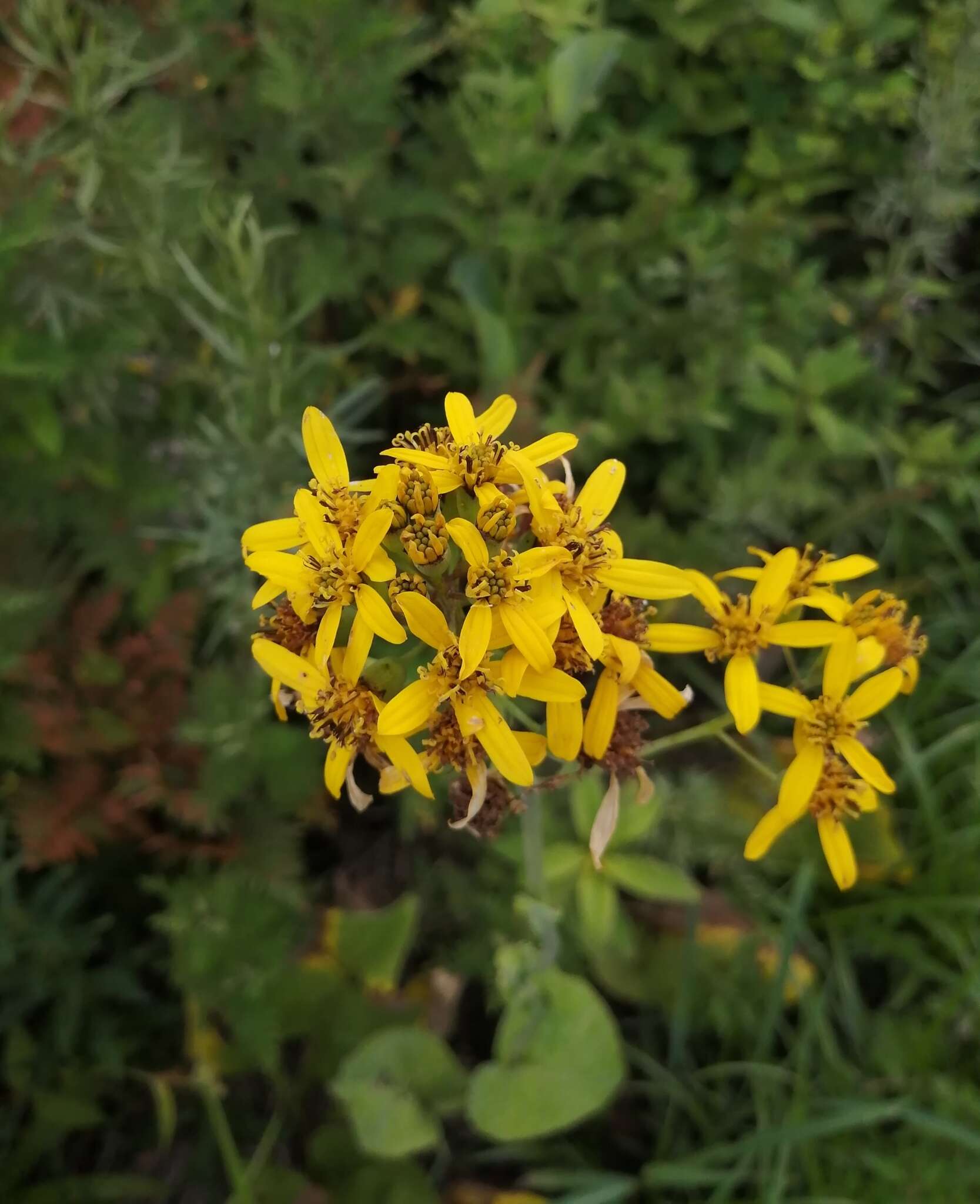 Image of Ligularia schmidtii (Maxim.) Makino