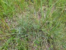 Image of Helictochloa pratensis (L.) Romero Zarco