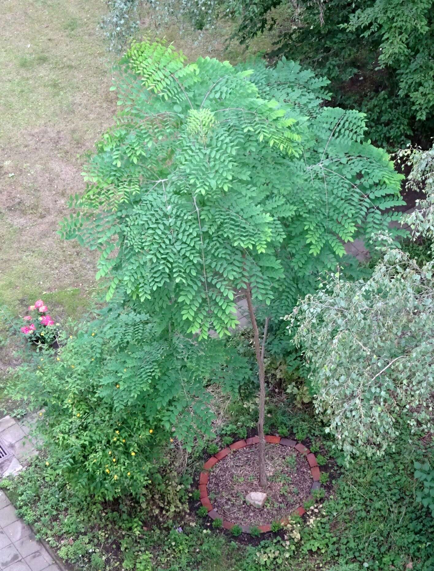 Plancia ëd Gymnocladus dioica (L.) K. Koch