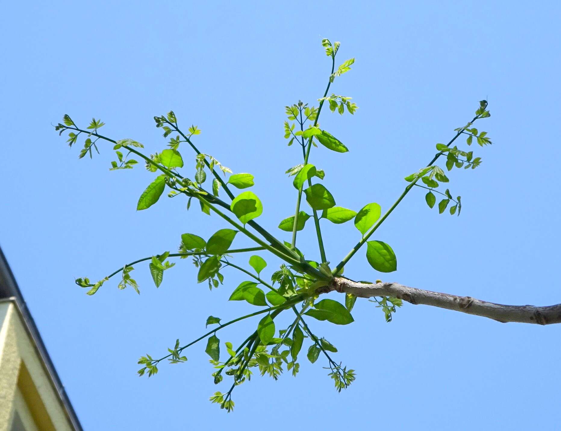 Plancia ëd Gymnocladus dioica (L.) K. Koch