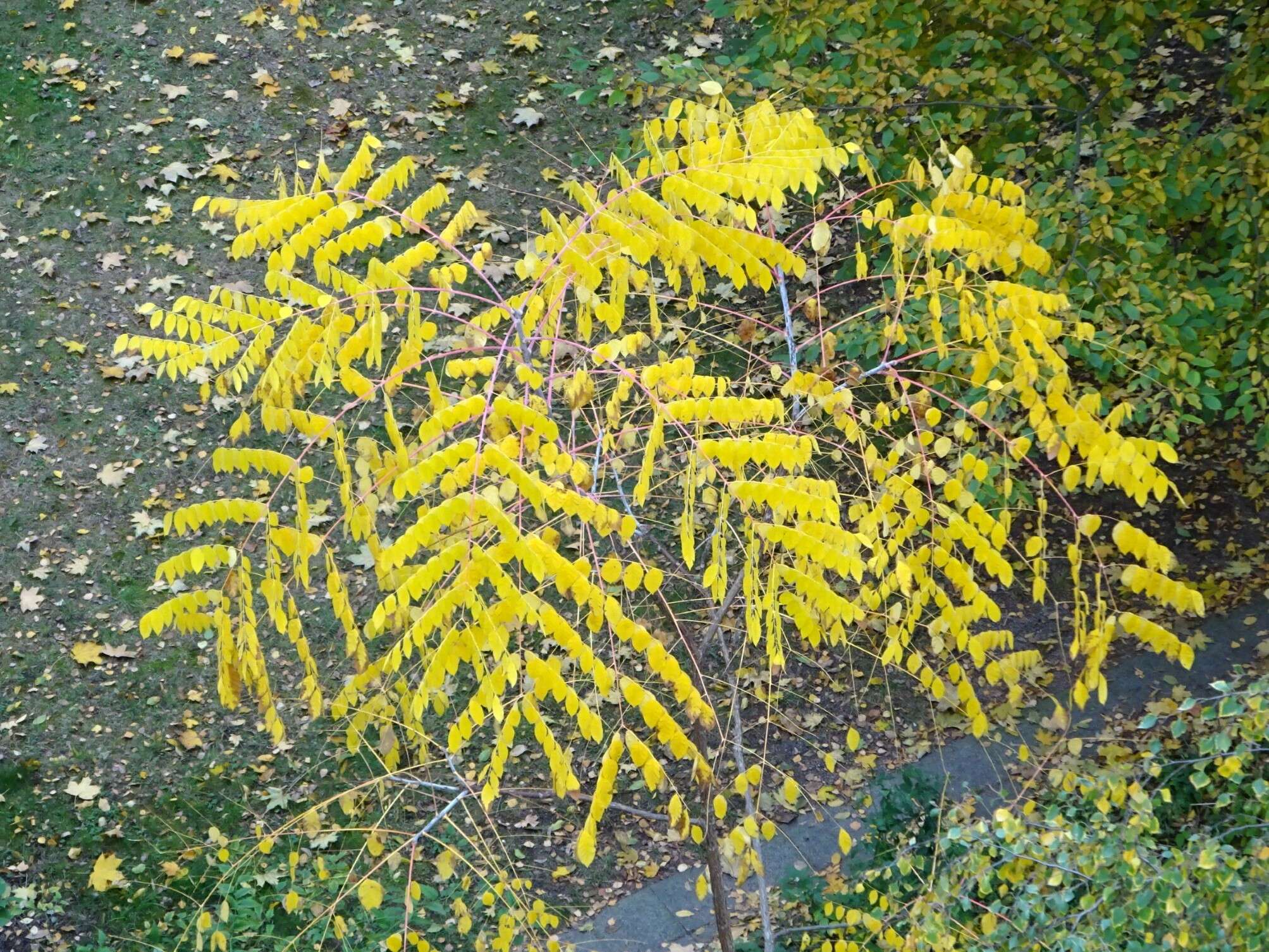 Plancia ëd Gymnocladus dioica (L.) K. Koch