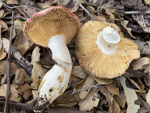 Image of Russula maculata Quél. 1878