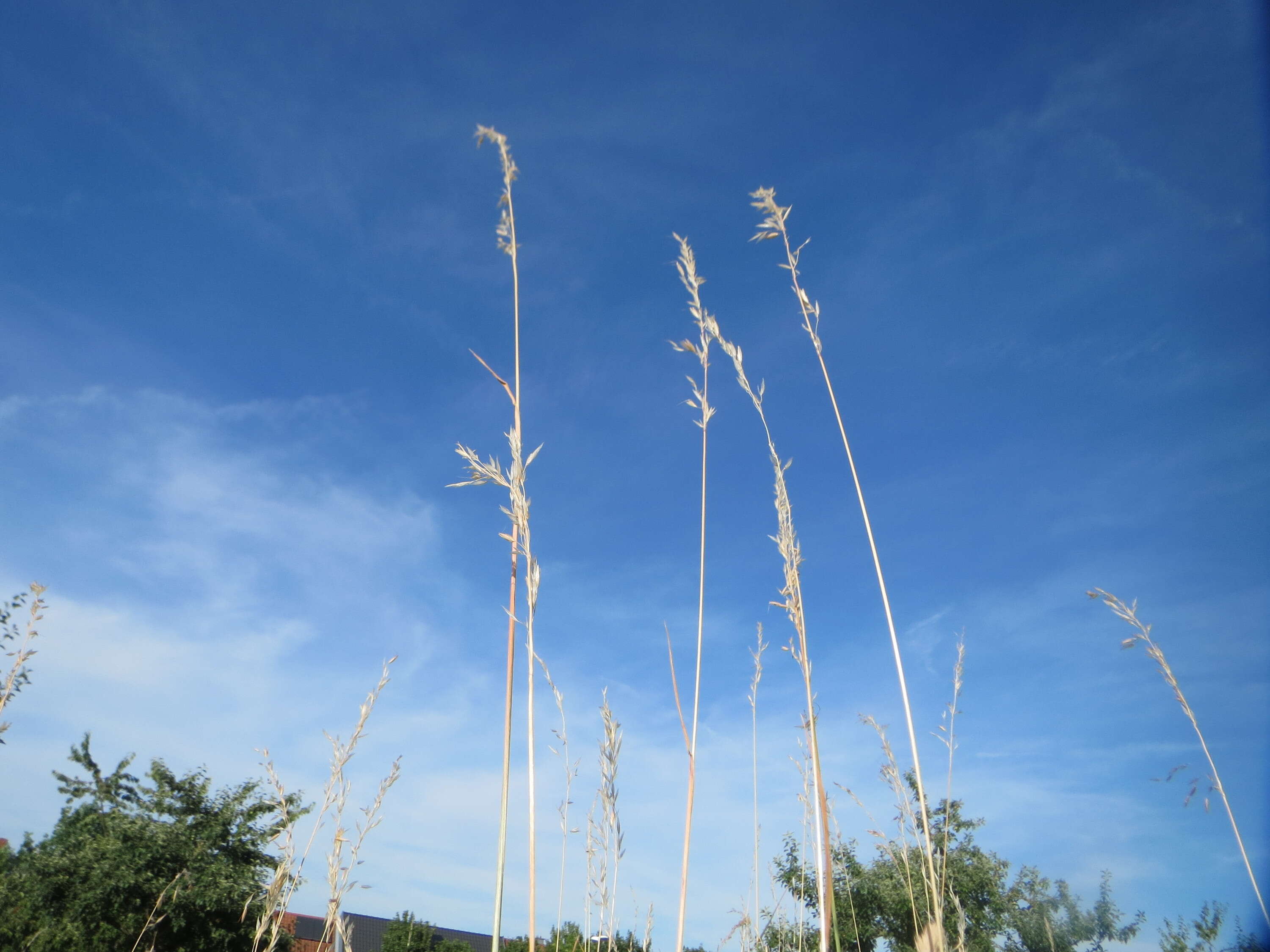 Image of Button Grass