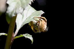 Image of Svastra obliqua expurgata (Cockerell 1925)