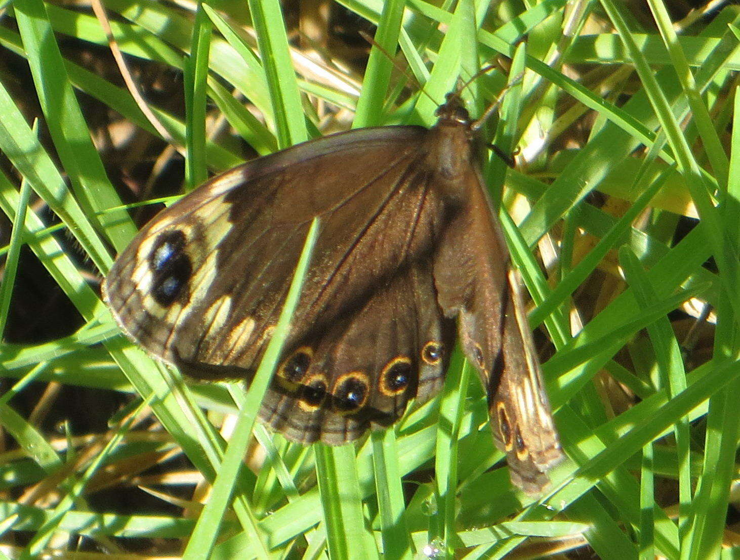 Imagem de Dira clytus eurina Quickelberge 1978