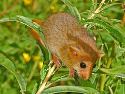 Image of hazel dormouse